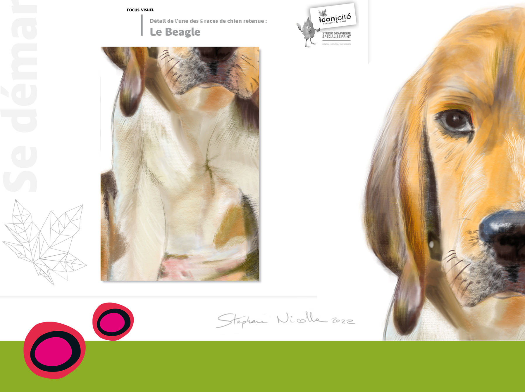 Focus Beagle dessin naturaliste - Graphisme en Normandie